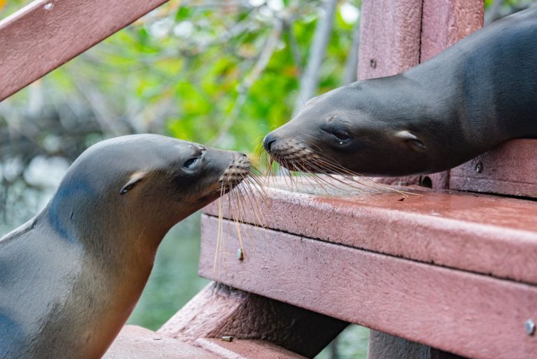 The Ultimate Travel Guide to Exploring the Galápagos Islands